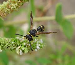 Attēlu rezultāti vaicājumam “Eumenes sp.”