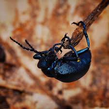 Attēlu rezultāti vaicājumam “Meloe sp.”