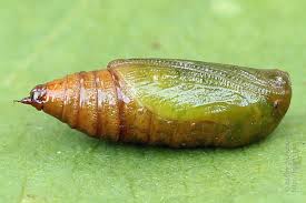 Attēlu rezultāti vaicājumam “Eupithecia subumbrata”