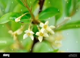 Attēlu rezultāti vaicājumam “Schisandra chinensis flower”
