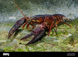 Attēlu rezultāti vaicājumam “Astacus astacus”