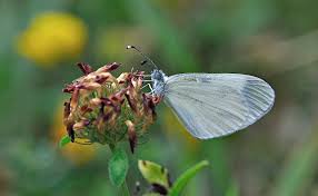 Attēlu rezultāti vaicājumam “Leptidea sinapis”