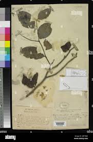 Attēlu rezultāti vaicājumam “Harmandia”