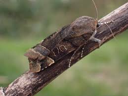 Attēlu rezultāti vaicājumam “Noctua fimbriata”