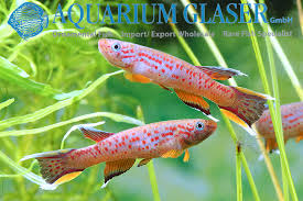 Image result for Aphyosemion