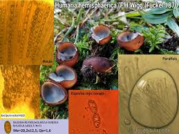 Attēlu rezultāti vaicājumam “Humaria hemisphaerica”