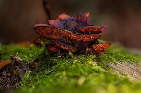 Attēlu rezultāti vaicājumam “Lachnum corticale”