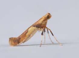 Attēlu rezultāti vaicājumam “Caloptilia hemidactylella”