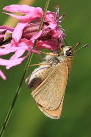 Attēlu rezultāti vaicājumam “Thymelicus sylvestris underside”