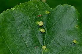 Attēlu rezultāti vaicājumam “Eriophyes laevis”