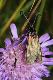 Attēlu rezultāti vaicājumam “Zygaena lonicerae”
