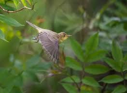 Attēlu rezultāti vaicājumam “Hippolais icterina adult”