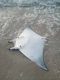 Image result for Mobula hypostoma