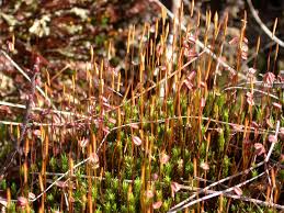 Attēlu rezultāti vaicājumam “Polytrichum strictum”