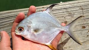 Image result for Trachinotus falcatus