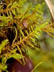 Attēlu rezultāti vaicājumam “Abietinella abietina”