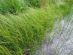 Attēlu rezultāti vaicājumam “Juncus filiformis”