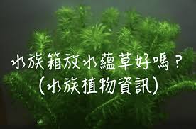 「水蘊草」的圖片搜尋結果