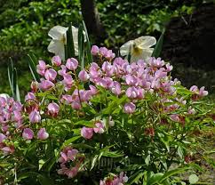 Attēlu rezultāti vaicājumam “Lathyrus vernus bud”