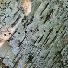 Attēlu rezultāti vaicājumam “Scolytus ratzeburgi”