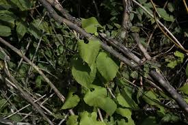 Attēlu rezultāti vaicājumam “Thladiantha dubia leaf”