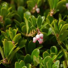 Attēlu rezultāti vaicājumam “Arctostaphylos uva-ursi leaf”