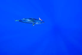 Image result for Katsuwonus pelamis