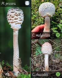 Attēlu rezultāti vaicājumam “Macrolepiota rhacodes”
