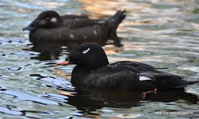 Attēlu rezultāti vaicājumam “Melanitta fusca male”