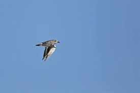 Attēlu rezultāti vaicājumam “Pluvialis squatarola”