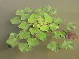 Attēlu rezultāti vaicājumam “Trapa natans”