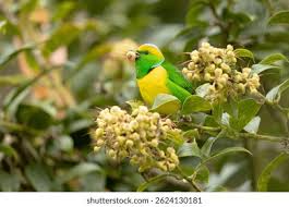 Image result for Poecile montana