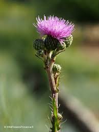 Attēlu rezultāti vaicājumam “Cirsium heterophyllum flower”