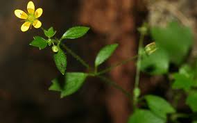 Attēlu rezultāti vaicājumam “Saxifraga cymbalaria flower”