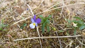 Attēlu rezultāti vaicājumam “Viola tricolor subsp. curtisii flower”