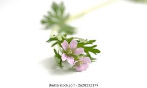 Attēlu rezultāti vaicājumam “Geraniaceae”