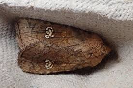 Attēlu rezultāti vaicājumam “Celaena leucostigma”