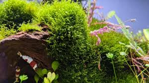 Attēlu rezultāti vaicājumam “Riccardia incurvata”