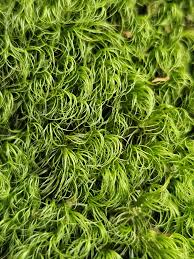 Attēlu rezultāti vaicājumam “Paraleucobryum longifolium”