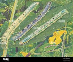 Attēlu rezultāti vaicājumam “Xanthorhoe biriviata”