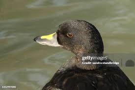 Attēlu rezultāti vaicājumam “Melanitta nigra male”