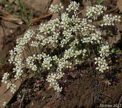 Attēlu rezultāti vaicājumam “Erophila verna flower”