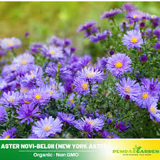 Image result for Aster novi-belgii