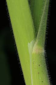 Attēlu rezultāti vaicājumam “Holcus lanatus”