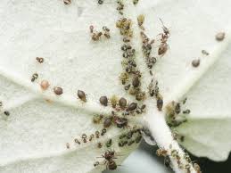 Attēlu rezultāti vaicājumam “Chaitophorus populeti”