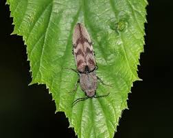 Attēlu rezultāti vaicājumam “Harminius undulatus”