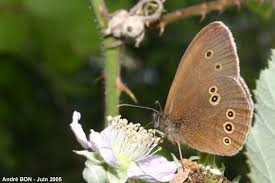 Attēlu rezultāti vaicājumam “Aphantopus hyperantus underside”