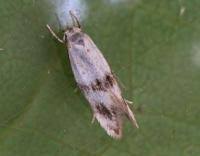 Attēlu rezultāti vaicājumam “Elachista maculicerusella”