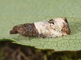 Attēlu rezultāti vaicājumam “Notocelia roborana”