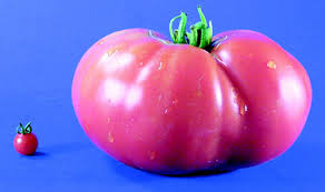 Afbeeldingsresultaat voor CDB tomato